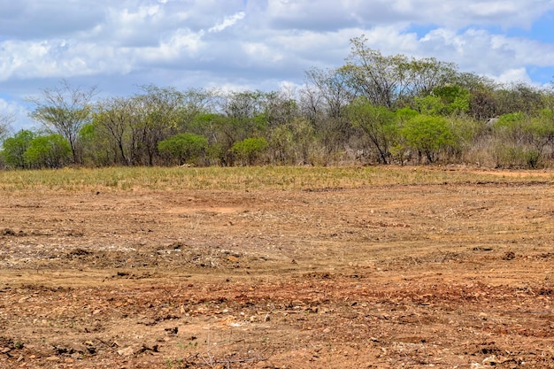 deforestation of the caatinga biome for agricultural practices in the countryside of paraiba brazil