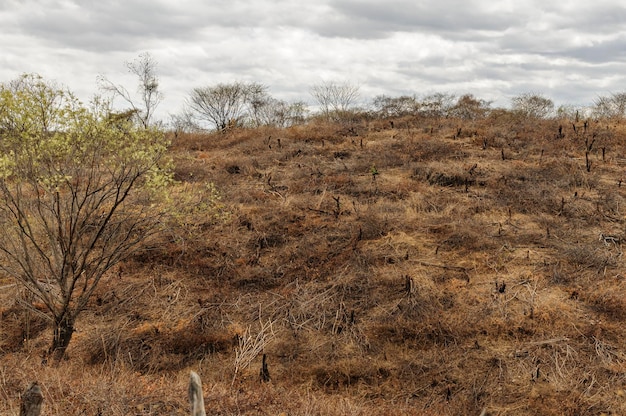 Deforestation in the Caatinga biome semiarid region of northeastern Brazil Paraiba Brazil