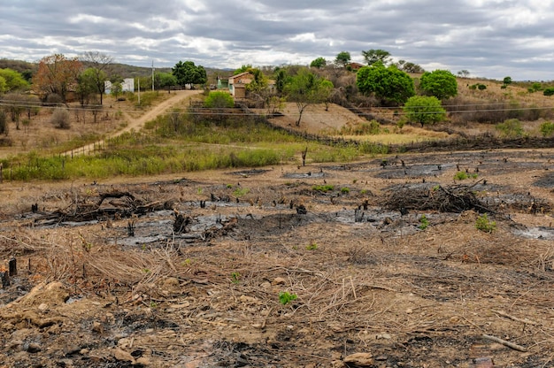 Deforestazione nella regione semiarida del bioma caatinga del brasile nord-orientale paraiba brasile