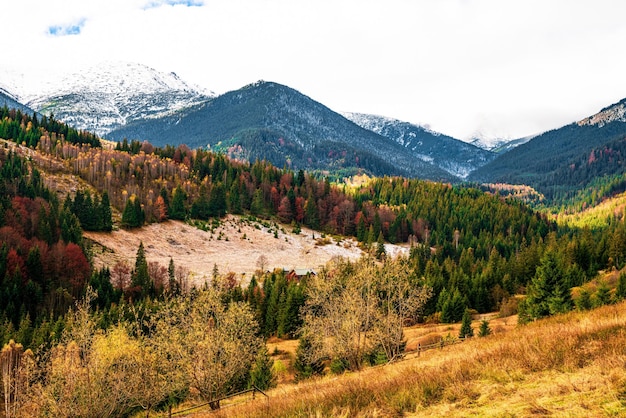 Deforestation in Carpathian forests in a wonderful warm autumn in the unusual nature of Ukraine