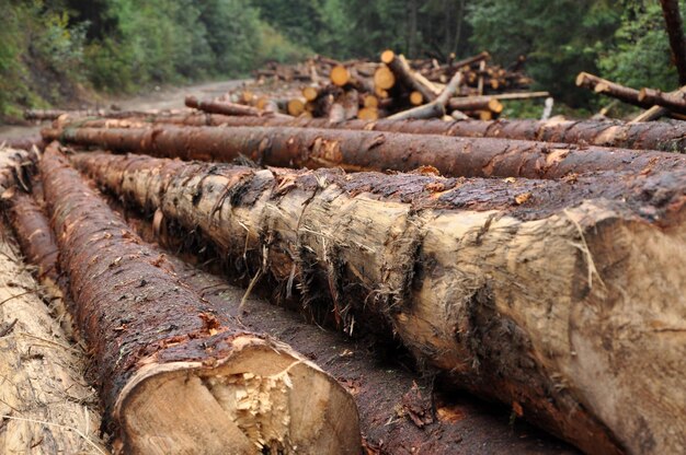 Deforestation concept Pile of pine logs