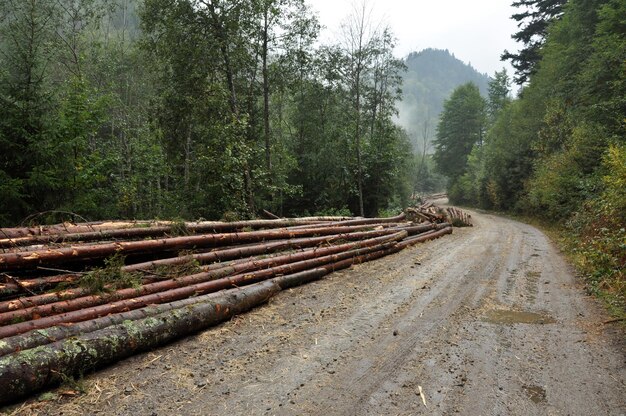 Deforestation concept Pile of pine logs