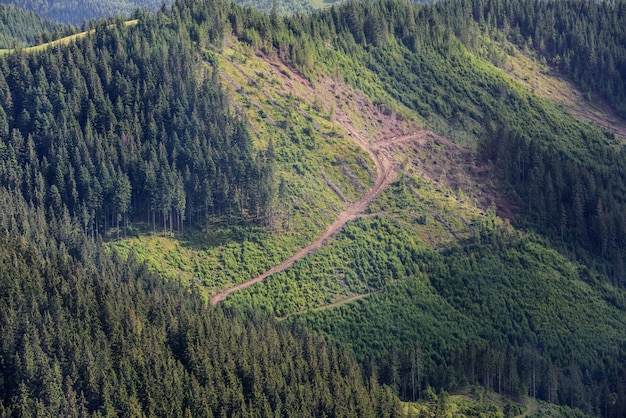 写真 森林破壊。松林を山腹で切り倒し、生態災害。