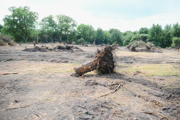 Deforestation Destruction of Deciduous Forests Damage to Nature Europe