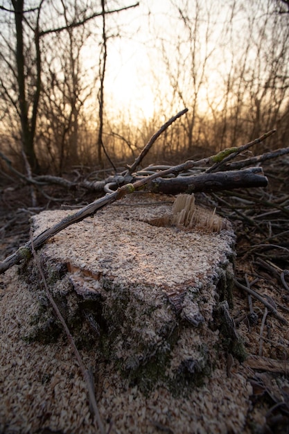 Deforestation for firewood for heating Blackout Preparation of brushwood for the winter furnace