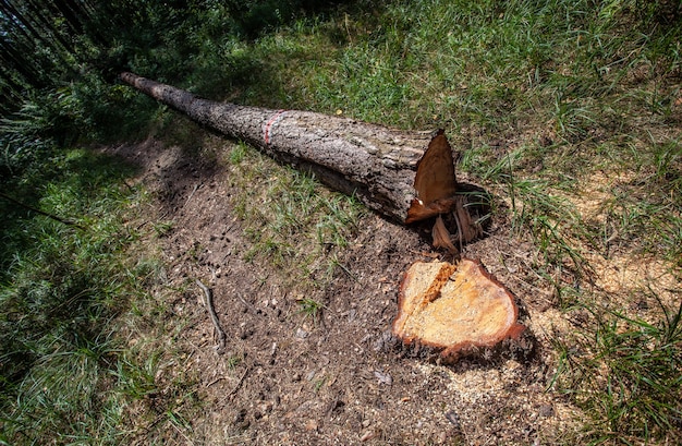 Deforestation forest and illegal logging. cutting trees. stacks\
of cut wood. forests illegal disappearing. environmetal and\
ecological issues