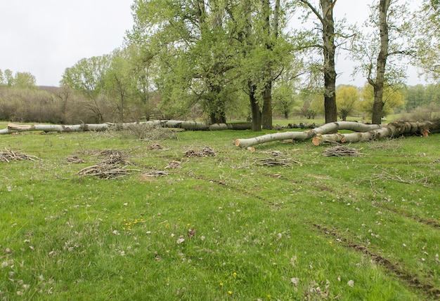 Deforestation, global problem,
The felled trees on the green grass