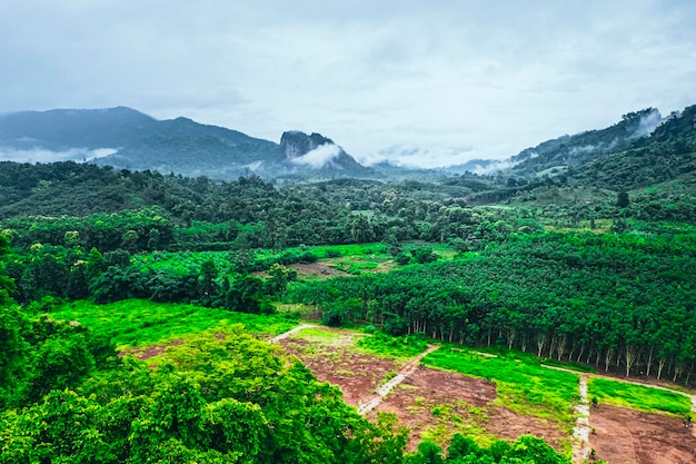 Deforestation is the conversion of forest