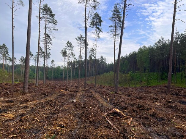 Deforestation is a threat to the environment and sustainability The stumps of the cutdown trees Damage caused by human activities