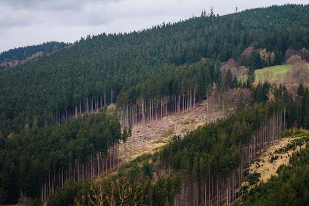 Вырубка лесов в горах. Причинение ущерба окружающей среде.