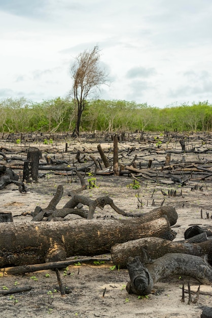 Foto deforestazione della foresta nativa a camocim ceara brasile il 25 gennaio 2023