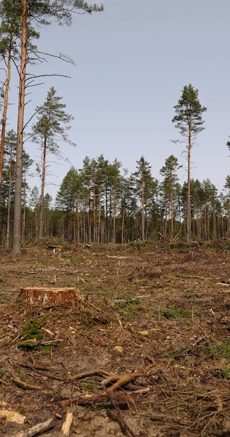 Foto deforestazione delle foreste di pini nell'europa orientale