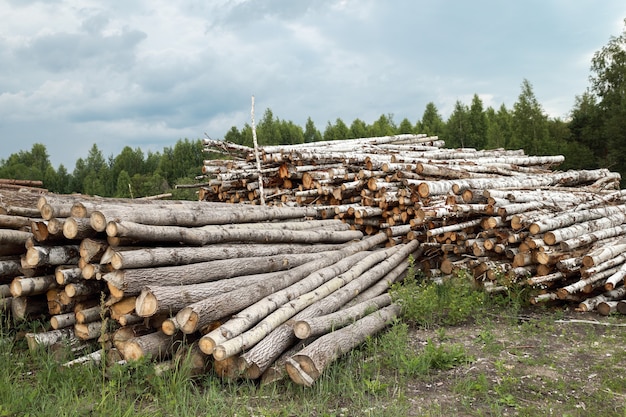 Deforested cut tree wood in forest