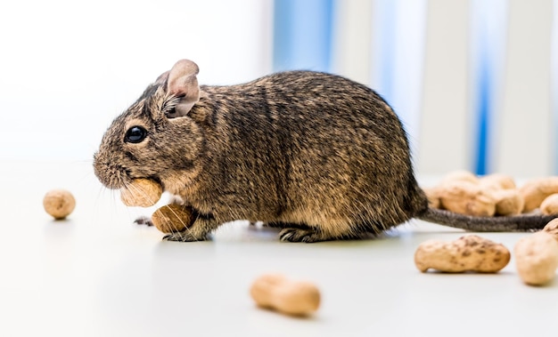 Degu squirrel gnaws peanut closeup