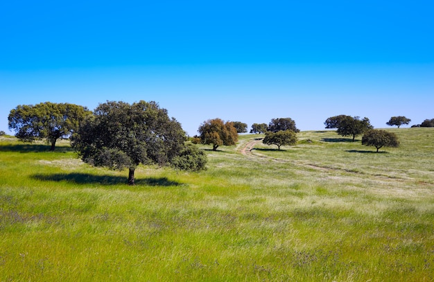 Dehesa grassland by via de la Plata Spain