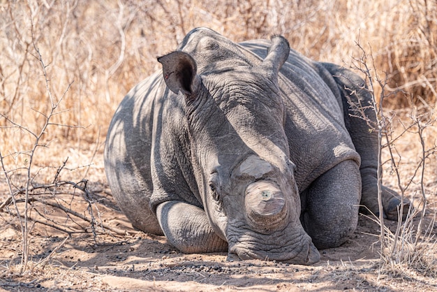 Dehorned Rhino close-up portret in het Hwange National Park Zimbabwe