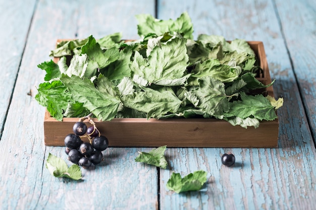 Dehydrated blackcurrant leaves in a box on blue wooden background