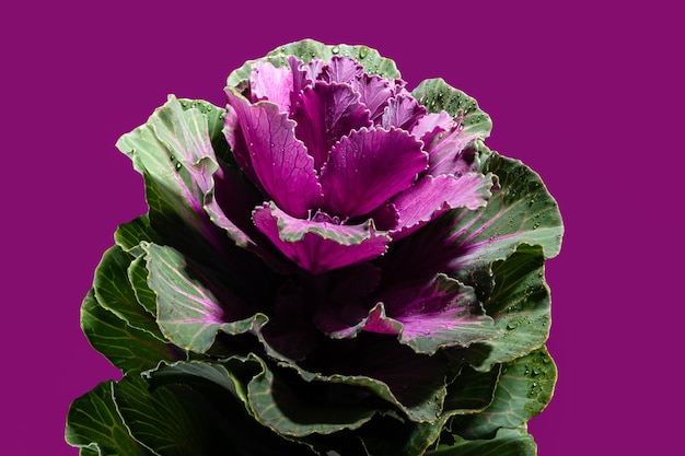 Dekorative cabbage flower brassica oleracea on a purple background Flower head closeup studio shot