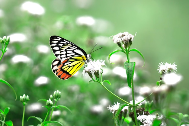 Delias eucharis или бабочка Иезавель, посещающая цветочные растения в поисках нектара весной