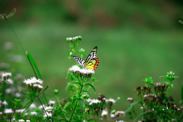 Delias eucharis или бабочка Иезавель, посещающая цветочные растения в поисках нектара весной