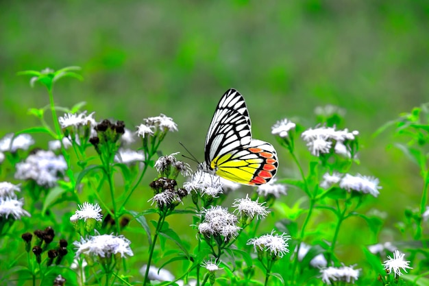 Delias eucharis of Izebel-vlinder die bloemplanten bezoekt voor nectar tijdens het lenteseizoen