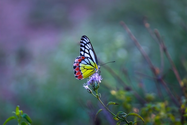 Delias eucharis of izebel-vlinder die bloemplanten bezoekt voor nectar