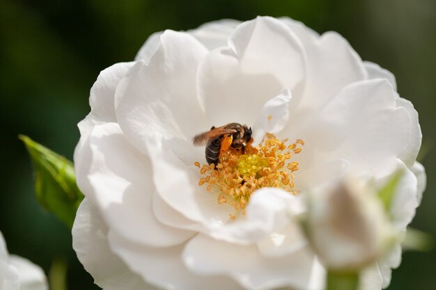 Delicaat bloeiende struik met rozen en wilde roos