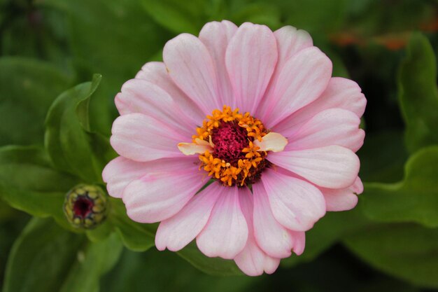 Delicaat roze madeliefje nodigt vrienden uit om naar de regen te kijken