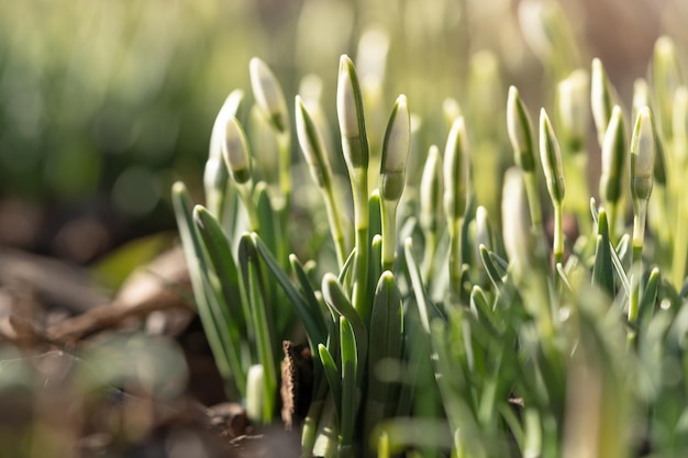 Foto delicaat sneeuwklontje galanthus nivalis met ongeblazen knoppen op zonnige dagen macro geschoten lente