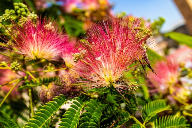 delicate Albizia Julibrissin boom op een warme zonnige zomerdag in close-up