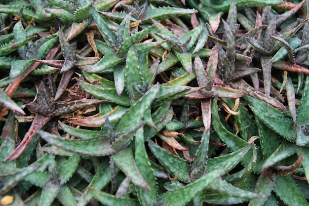 自然の背景の繊細なアロエ植物