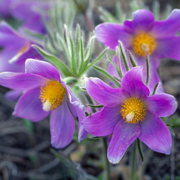 Delicate Anemone pulsatilla flowers in spring