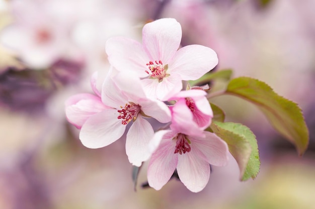 Delicate apple tree flowers in spring. Apple orchard.