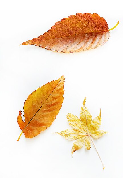 Photo delicate autumn leaves on white