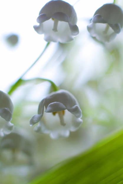 春の花の麗な背景 谷の百合花 春のパステル背景 やかな色 カードとバナーのテキストを入する場所 背景に柔らかいスタイルの甘い花