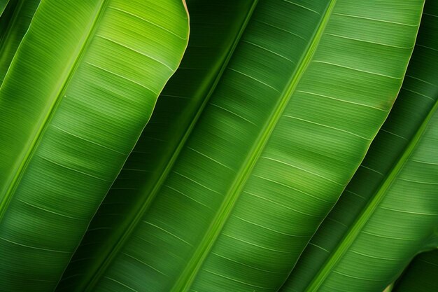 Photo delicate banana leaf background banana leaf background green leaf wallpaper nature
