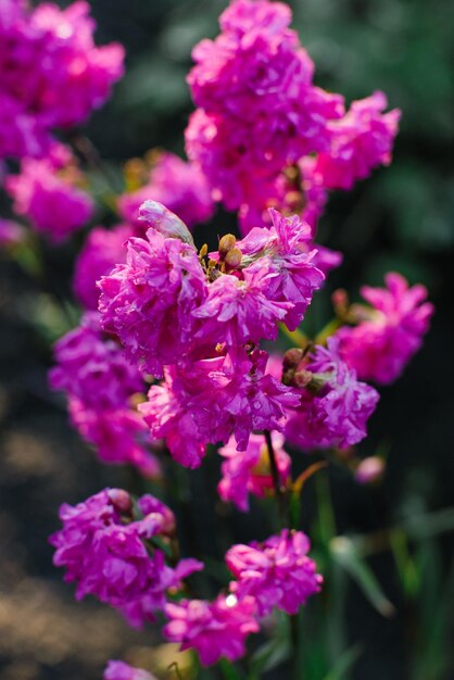 Delicate beautiful flower Viscaria vulgaris terry pink in the garden