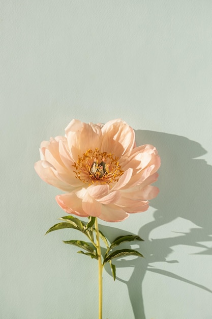 Delicate beige peony flower with sunlight shadows on neutral blue background