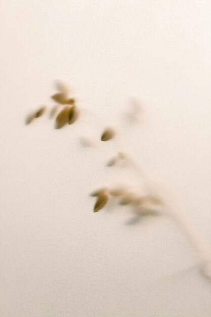 Photo delicate beige plant silhouette against a soft neutral background