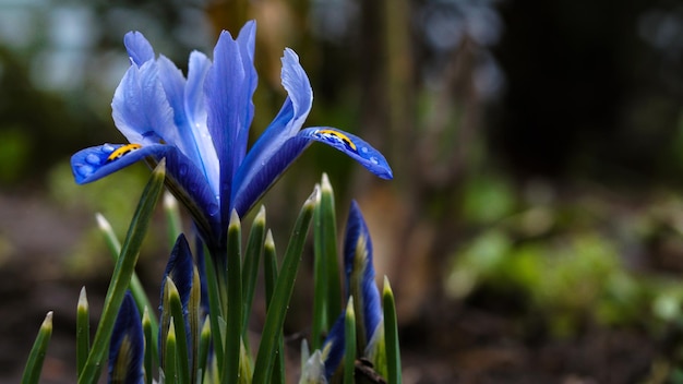 delicate blauwe bloem in de tuin