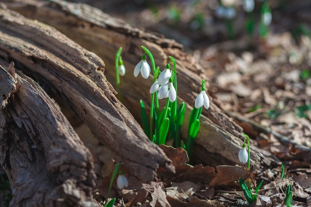 Foto delicate bloemen sneeuwklokjes groeiden op een oude boomstronk in het bos. lente landschap.