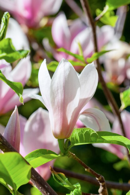 Delicate blooming magnolia branch