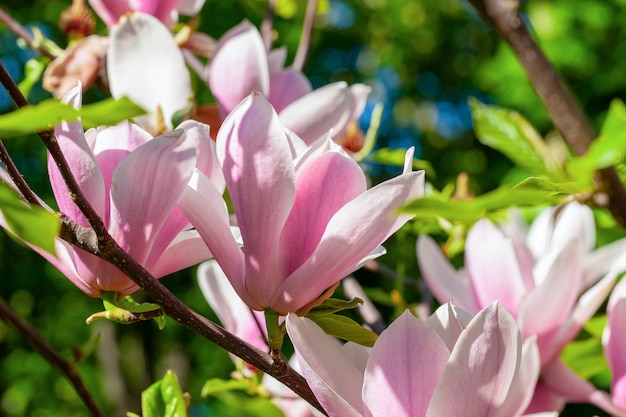 Delicate blooming magnolia branch