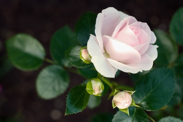 Rosa rosa in fiore delicato e 3 boccioli chiusi