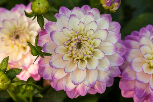 Delicate blooming white-pink dahlias on a natural background. Floriculture, landscape design.