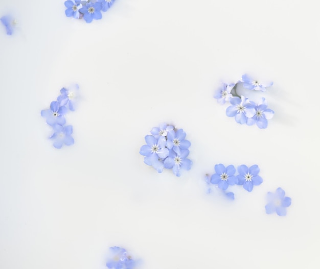 Delicate blue flowers in milk Tenderness and weightlessness Personal care products Body milk bath foam The background image