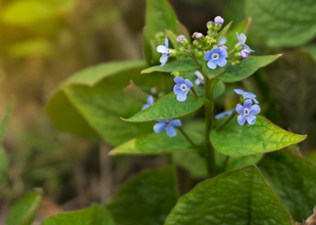 Delicate blue flowers Veronica Beccabunga