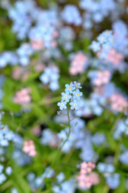 ボケ効果のある繊細な青とピンクのワスレナグサ