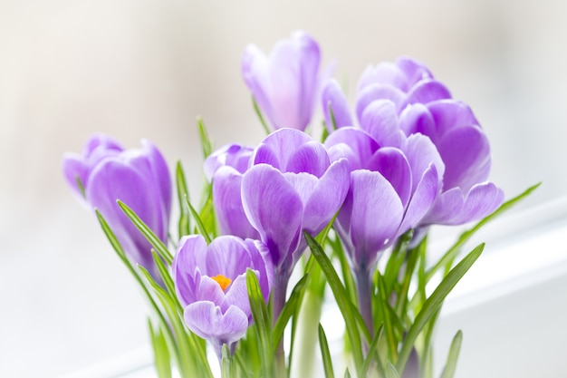 A delicate bouquet of crocuses bloomed on the windowsill. Close-up, selective focus