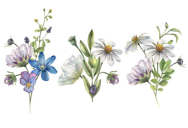 Delicate bouquets of wild flowers of chamomile, white poppies, olives with field greens.